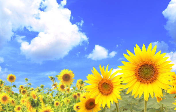 istock Sunflowers on blue sky background 647763054