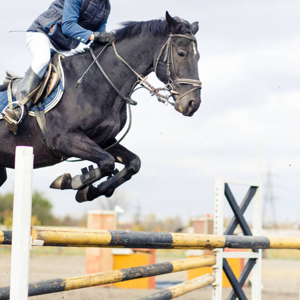 pferd mit sportler auf springturnier - horse show jumping jumping performance stock-fotos und bilder