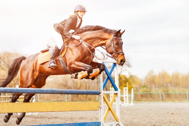 istock Young horseback rider jumping over hurdle on show 647769092