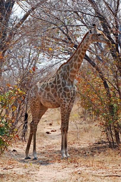 istock Giraffe on the roadside at Etosha National Park 647769632