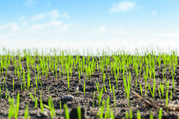 istock young sprouts of wheat 647773182