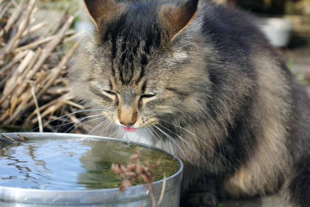 istock A Norwegian forest cat drinking from a rainwater bowl 647773444