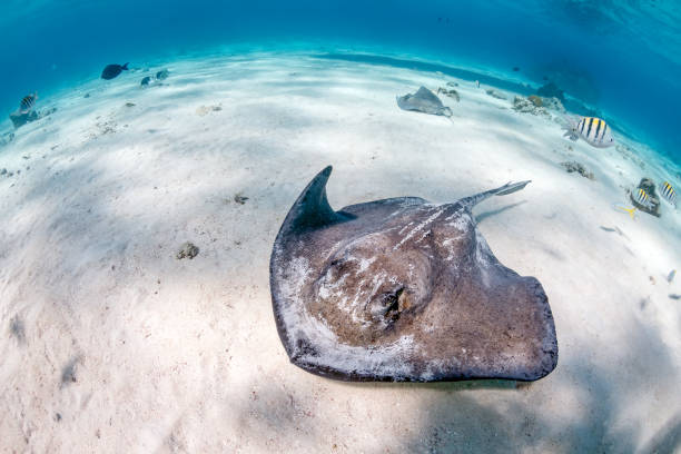 istock Southern Stingray on the seabed 647773798