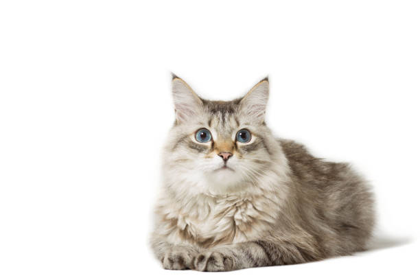 istock Siberian cat breed lying isolated on white 647777726
