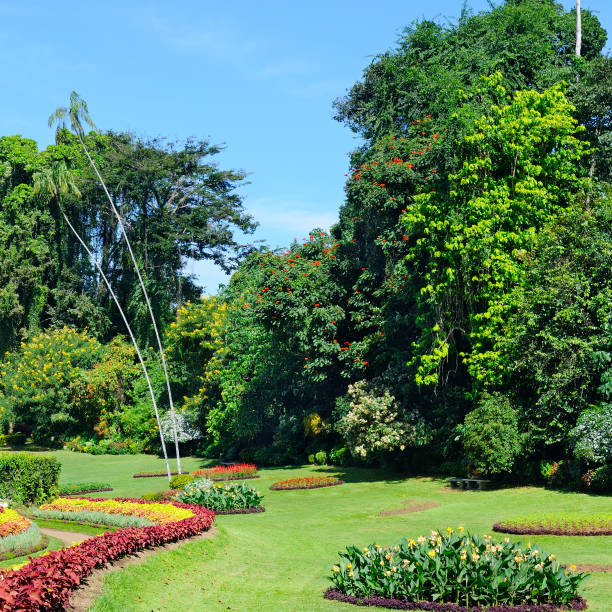 istock magnificent tropical park with flower beds, lawns and trees 647779922