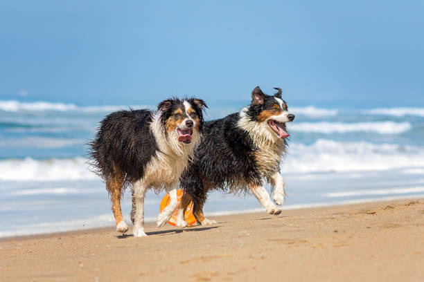 istock Border Collie (Canis familiaris) pair running at the beach 647780058