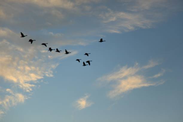 istock Canada geese flying south in the fall, clouds 647780156