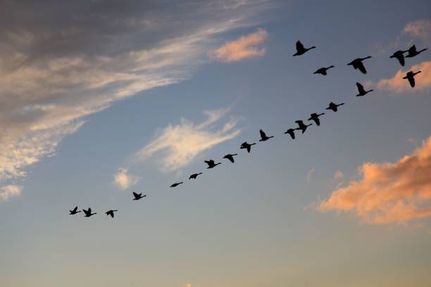 istock Canada geese flying south in the fall, clouds 647780172