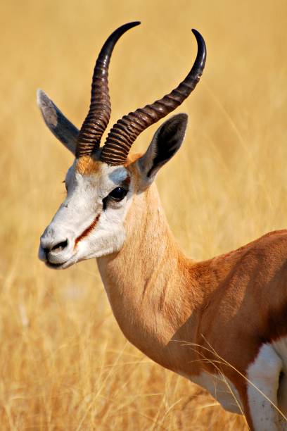 istock Wonderful Springbok in the Etosha National Park in Namibia 647780198