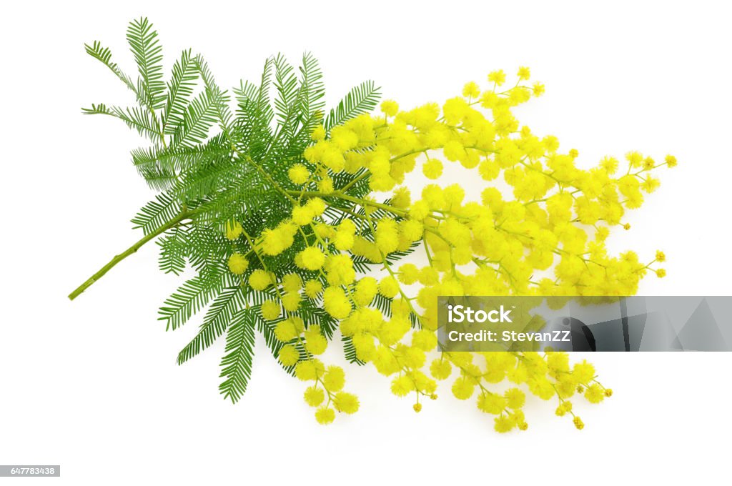 Wattle fiore mimosa ramo, 8 marzo simbolo , donne giornata internazionale - Foto stock royalty-free di Australia