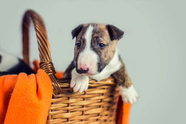 istock Cute brown and white puppy 647787372