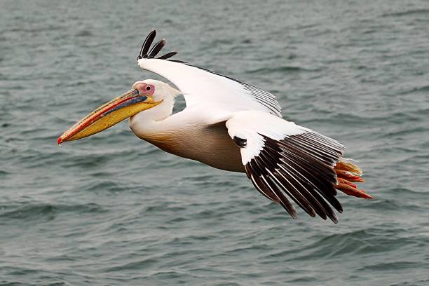 Flying Pelican in the Walvis Bay of Namibia stock photo