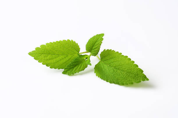 fresh mint leaves stock photo