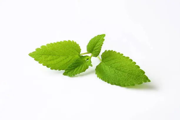 fresh mint leaves on white background