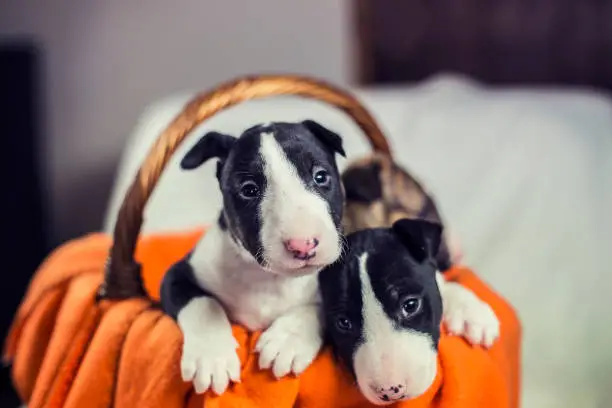 Bull terrier puppies in a basket on orange blanket