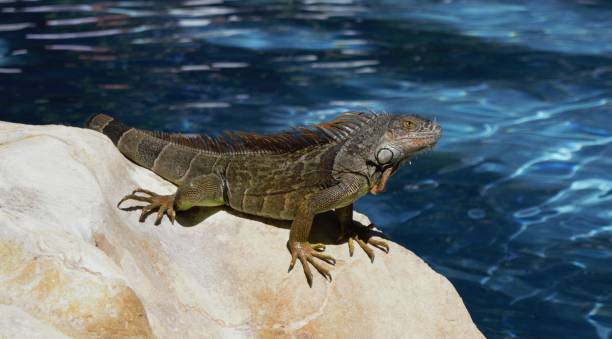 istock Iguana Sitting on a Rock 647793560
