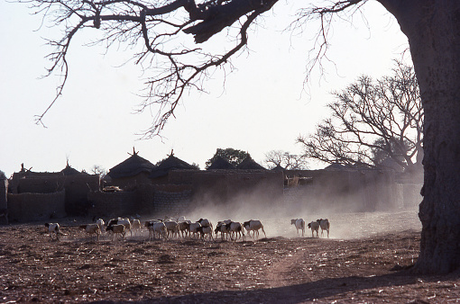 Dry season backlit sillouette shadow view of sheep returning to village through dust below leafless Baobab tree and huts in background Yatenga Burkina Faso Africa