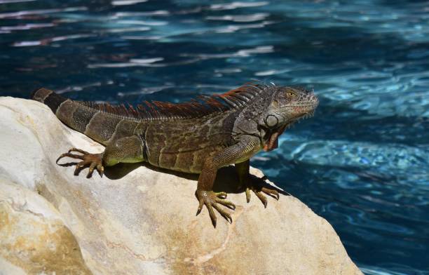 istock Iguana Sitting in the Sun 647794404