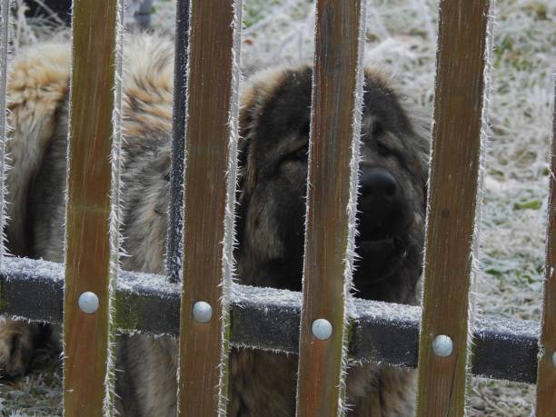 istock Dog behind a fence 647797574