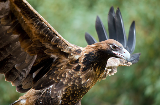 this is a close up of a wedge tailed eagle with it wings spread