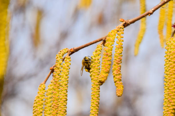 Pollination by bees earrings hazelnut. Flowering hazel hazelnut. Hazel catkins on branches