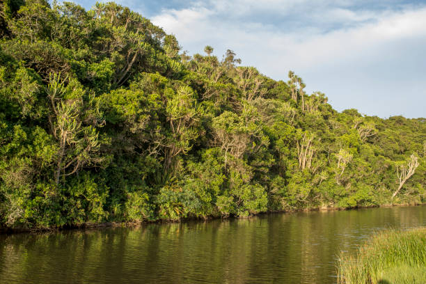 istock Tropical forest on bank of river 647805138