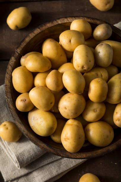 Raw Organic Baby Gold Potatoes Raw Organic Baby Gold Potatoes Ready to Eat gold potato stock pictures, royalty-free photos & images