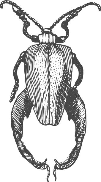 istock beetle, insect species isolated engraved, hand drawn animal in vintage style 647807988