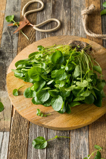 istock Raw Green Organic Living Water Cress 647808976