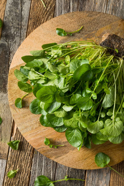 istock Raw Green Organic Living Water Cress 647809488