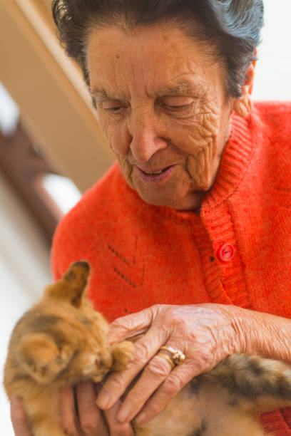 istock Elderly woman petting a kitty 647809604