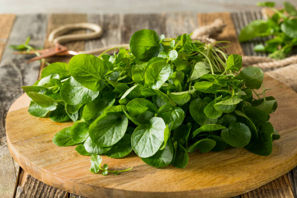 istock Raw Green Organic Living Water Cress 647809708