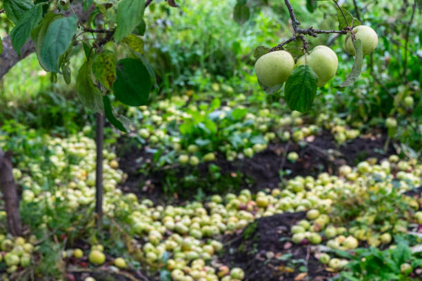 istock Many apples fallen from the tree lying on the ground in the garden. Three fruit hanging on the branch. Selective focus. 647809758