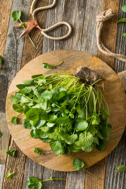 istock Raw Green Organic Living Water Cress 647811862