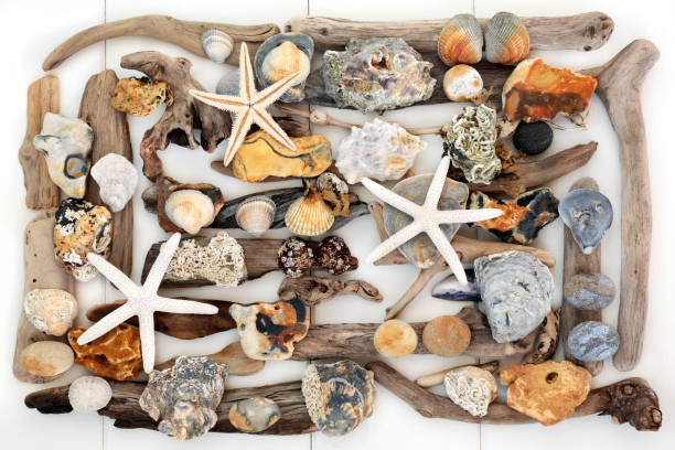 istock Natural Beauty from the Sea 647812108