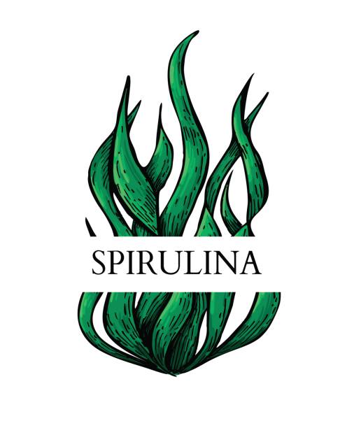 spirulina 조류 손으로 그려진된 벡터. 흰색 배경에 고립 된 레이블입니다. superfood - spirulina pacifica illustrations stock illustrations