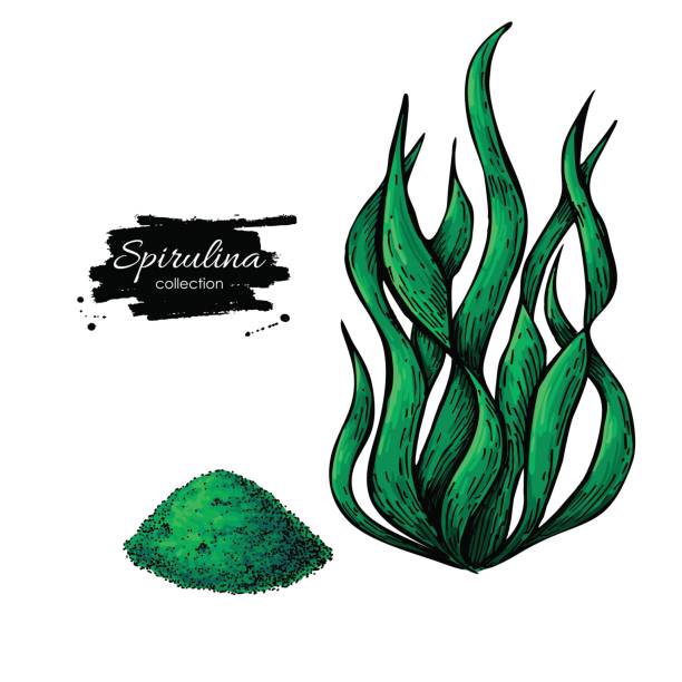 illustrazioni stock, clip art, cartoni animati e icone di tendenza di spirulina alghe in polvere disegnata a mano vettore. alghe spirulina isolate - spirulina pacifica illustrations