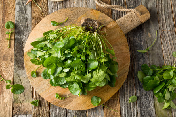 istock Raw Green Organic Living Water Cress 647813402