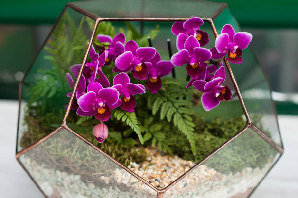 Orchid in the florarium Orchid in the florarium terrarium stock pictures, royalty-free photos & images