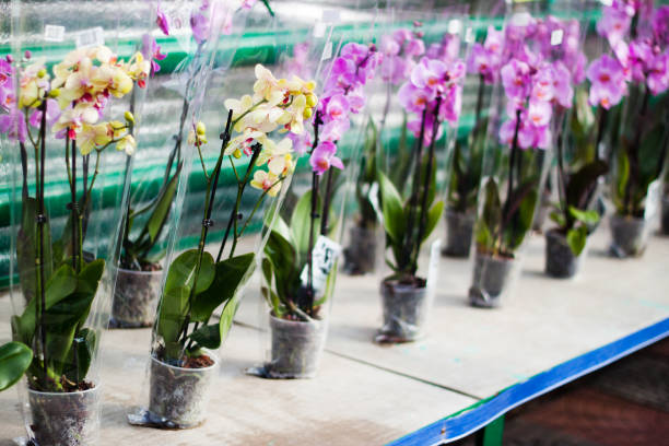 istock Group of orchids in the greenhouse 647815868