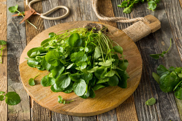 surová zelená organická živá vodní řeřicha - nasturtium officinale - stock snímky, obrázky a fotky
