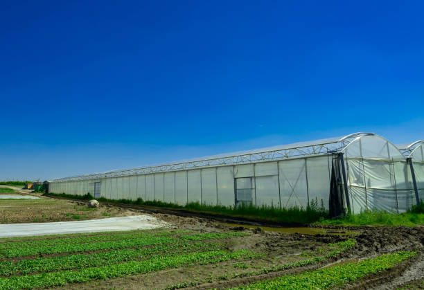 istock greenhouse for growing fruit and vegetables 647819956