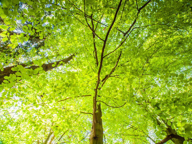 istock Spring in the forest. Bottom view tree with lush bright green leaves illuminated by sun. Natural background wallpaper 647820182