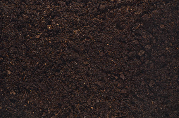 istock Fertile garden soil texture background top view 647820800