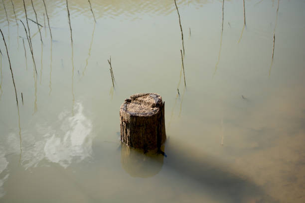 istock Cut tree stump view by the lake in Autumn 647830362
