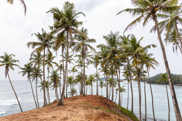 istock Palm tropical beach. Mirissa Beach. Sri Lanka. 647830990