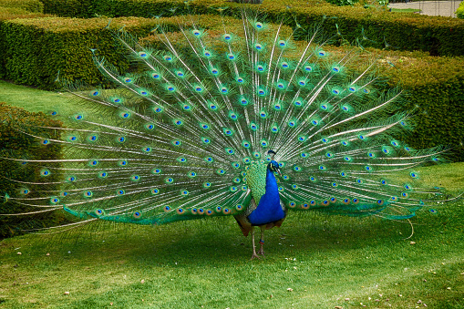 A male peacock shows off his brilliant colors.