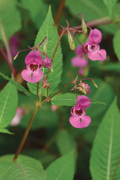 Indian Balsam Himalayan, pink red jewelweed I. Impatiens glandulifera flowers, large detailed vertical decorative Policeman's Helmet flower Bobby Copper Tops Gnome's Hatstand hat-shaped macro closeup, orchid-like ornamental plant, introduced invasive Balsaminaceae species weed of Himalayas, India native