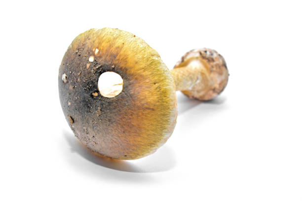 버섯 phalloides - 알광대버섯 뉴스 사진 이미지