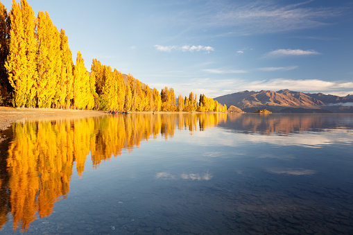 The golden colours of autumn are reflected in the still waters of Lake Wanaka, New Zealand.\n